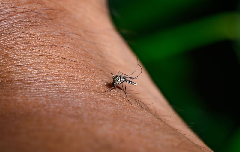 A fost confirmat primul caz de infectare cu West Nile în Sălaj: un bărbat de 76 de ani, care a murit