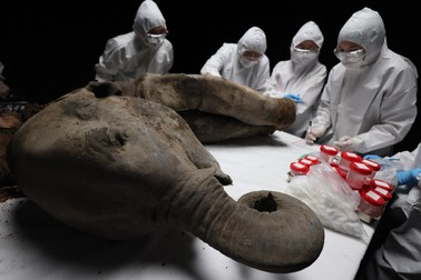 Scientists perform a necropsy on the 50,000-year-old baby mammoth nicknamed "Yana" at the North-Eastern Federal University in Yakutsk on March 27, 2025. The carcass, which was dug up past summer near the Batagaika research station in the permafrost-covered region of Yakutia, weighs 180 kilograms (397 pounds) and is 120 centimetres (four feet) tall and 200 centimetres long. Yana's "geological age", meaning the period when she lived, was first estimated at 50,000 years, but later updated to "more than 130,000 years" following analysis of the permafrost layer where she was found, said Maxim Cheprasov, director of The Mammoth Museum at the North-Eastern Federal University in Yakutsk.,Image: 980104304, License: Rights-managed, Restrictions: , Model Release: no