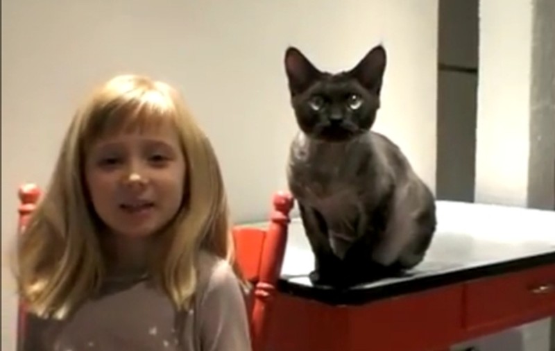 Acest clip nu trebuie arătat pisicilor! Iată ce e în stare să facă această mâţă | VIDEO DEMENŢIAL  