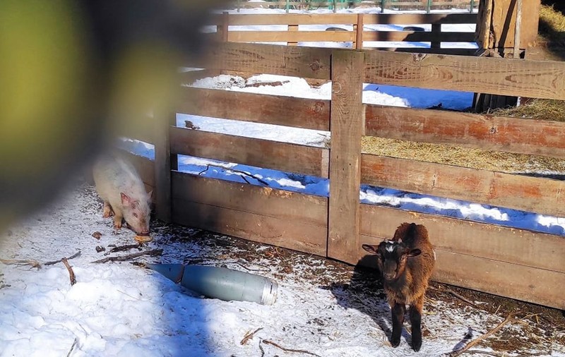 O rachetă a aterizat în mijlocul grădinii zoologice din Harkov. Animalele care riscau să fie eutanasiate, preluate de voluntari