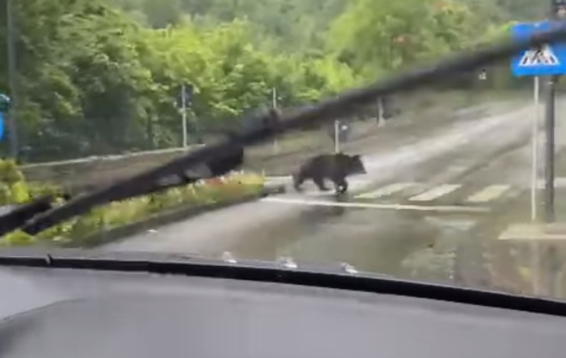 Un urs a fost filmat în timp ce traversa o trecere de pietoni din Sinaia, spre amuzamentul martorilor