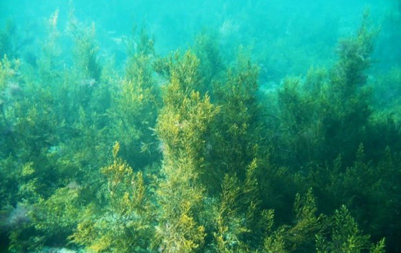 Alge toxice în Marea Neagră. Plantele sunt invizibile și periculoase