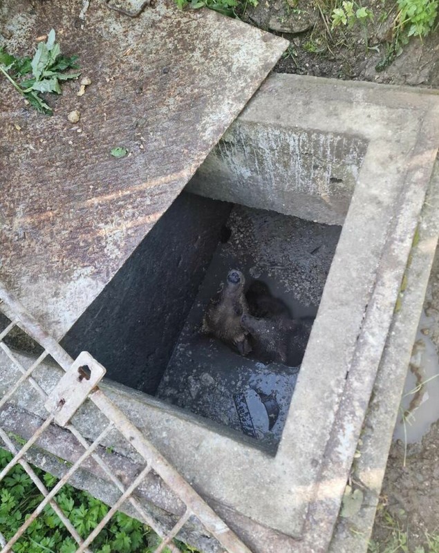 O ursoaică a căzut într-o fosă septică neacoperită din Sinaia și și-a ţinut puiul pe creştet pentru a-l proteja. VIDEO