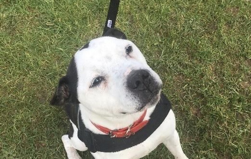 Lupta unui bull terrier pentru o viață nouă:  a învățat limbajul semnelor, după ce a rămas surd