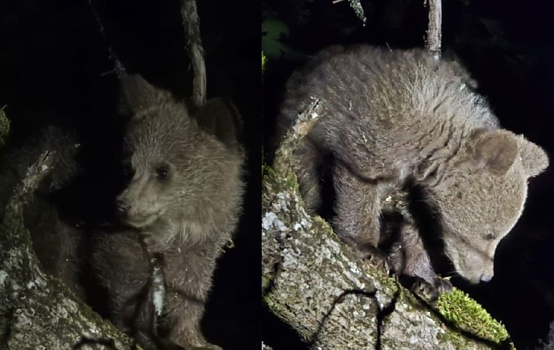 Pui de urs scos cu jandarmeria dintr-o gospodărie din Alba