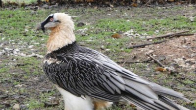 Vulturul bărbos, o specie pe cale de dispariție. Foto Milvus.ro