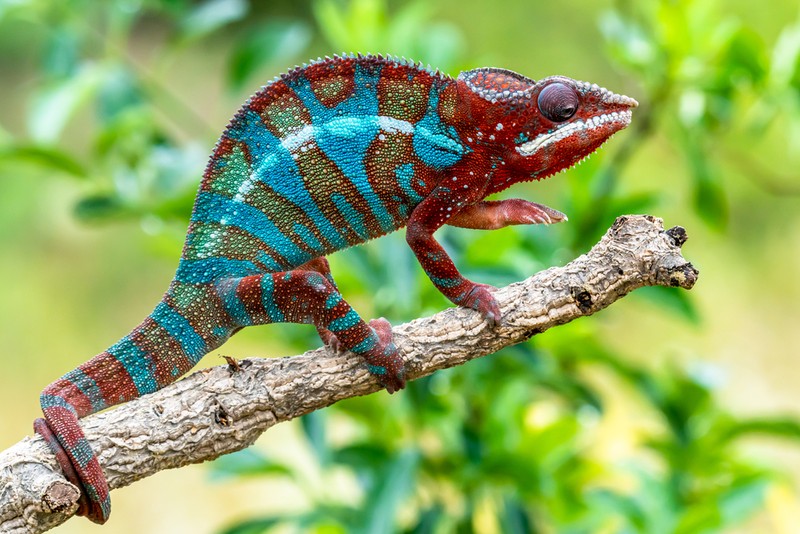 Curiozitati despre cameleon