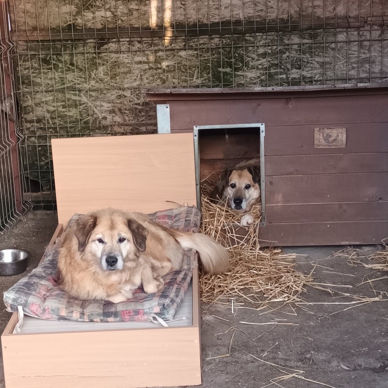 De aproape 10 ani animalele maidaneze au devenit viața Monei