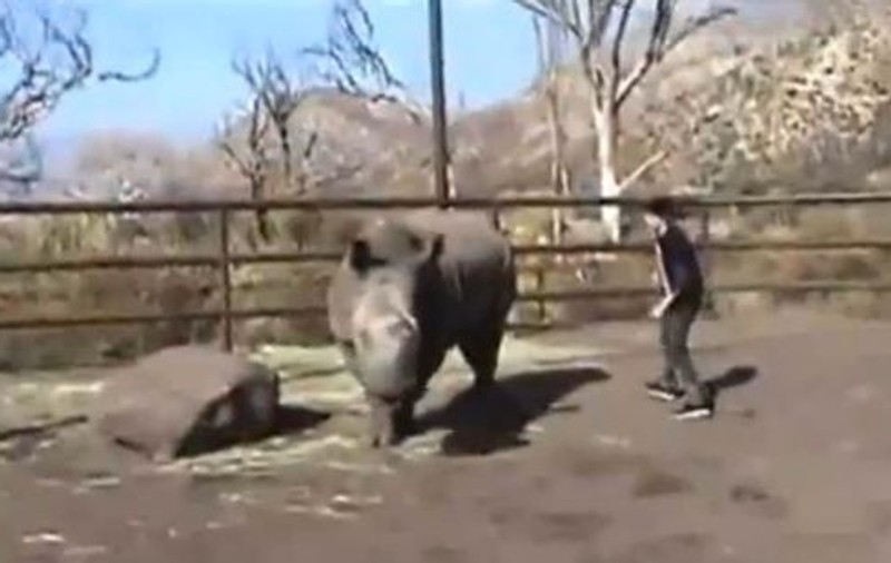Câtă inconștiență! A mers la zoo să călărească un rinocer | VIDEO