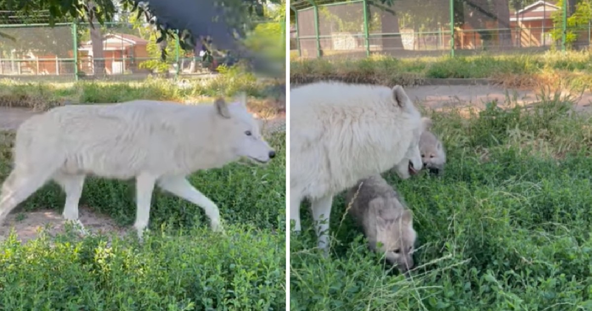 In prima poza este mama puilor, iar in a doua sunt cei doi pui cu mama lor