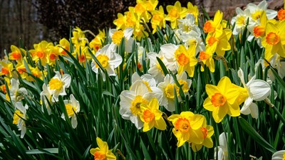 Narcise - plantare-curiozitati