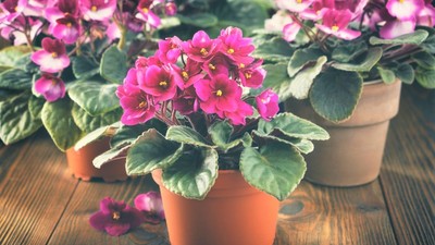 Violete- inmultire-ingrijire