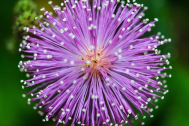 Floare de mimoză