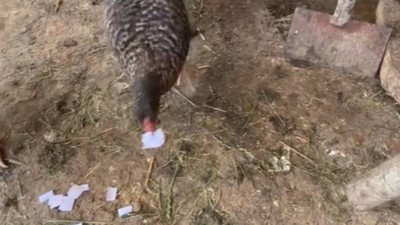 elev-bac-romana-gaini