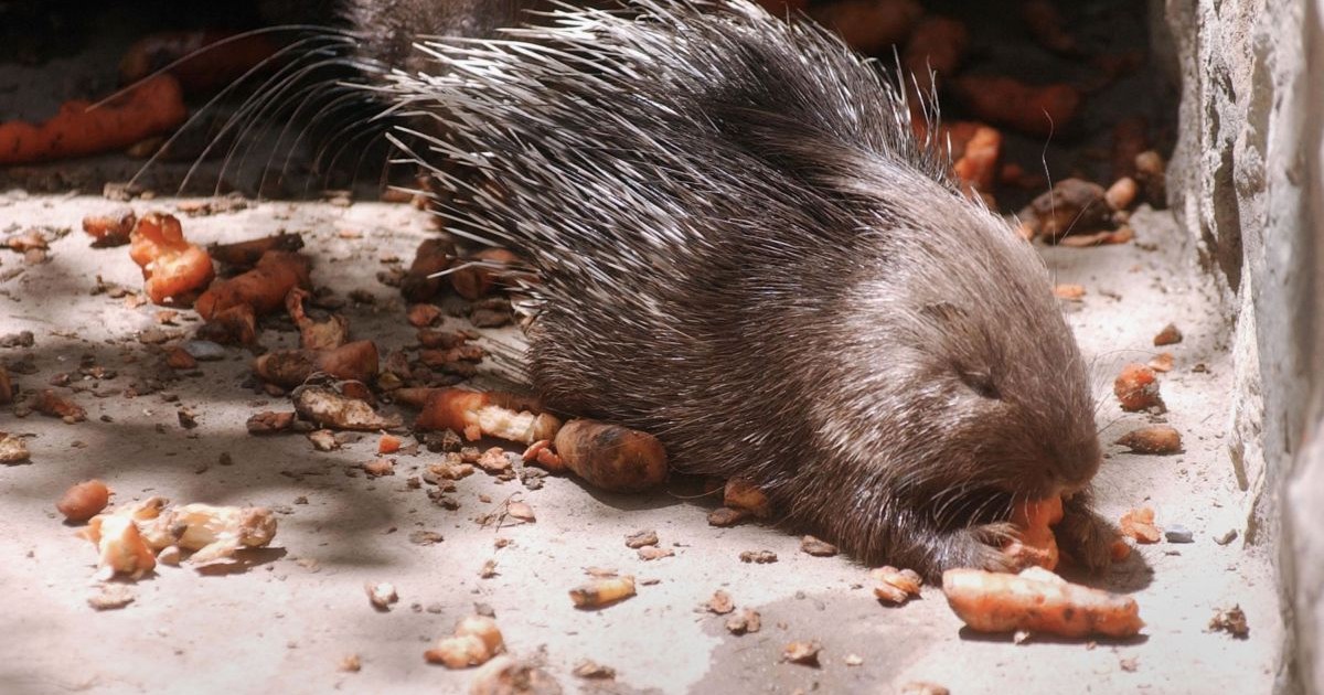 Un porc spinos mănâncă morcovi la Grădina Zoologică din Kabul, pe 5 mai 2003, în Kabul, Afganistan