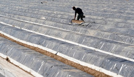 Lucrător agricol sezonier pe un câmp de sparanghel din Dudenhofen, Germania | Foto: EPA