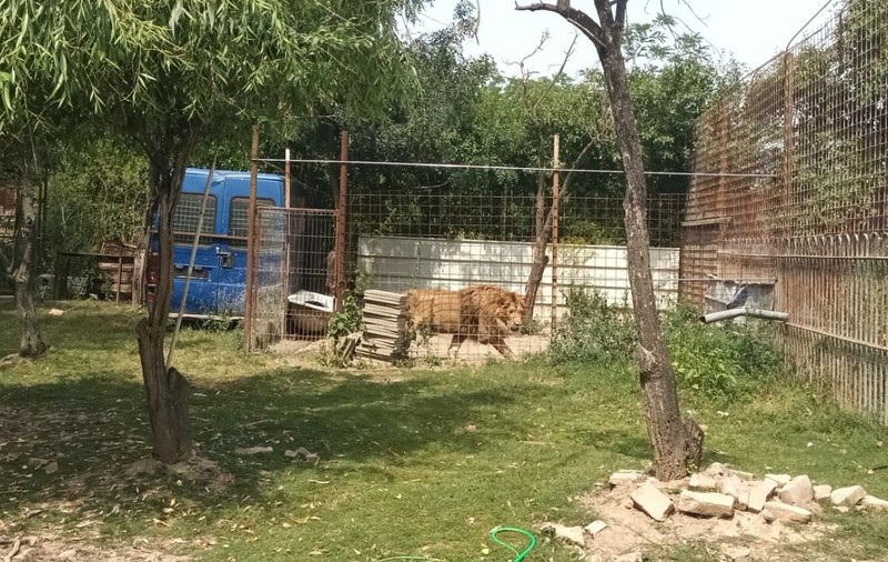 Lei, urși și căprioare ținute fără acte, într-o curte din Dâmbovița. Autoritățile au descoperit o adevărată grădină zoologică