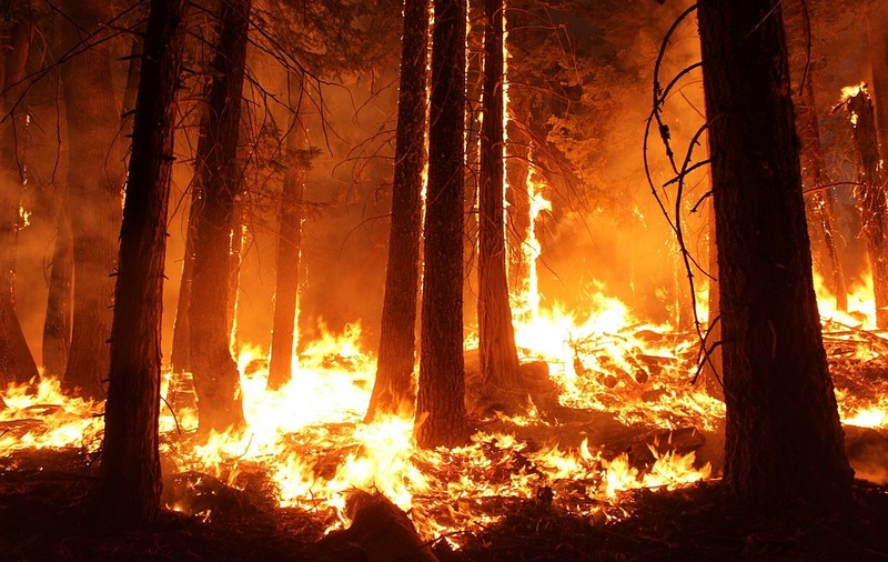 Armata israeliană a incendiat deliberat o pădure de pini în Liban