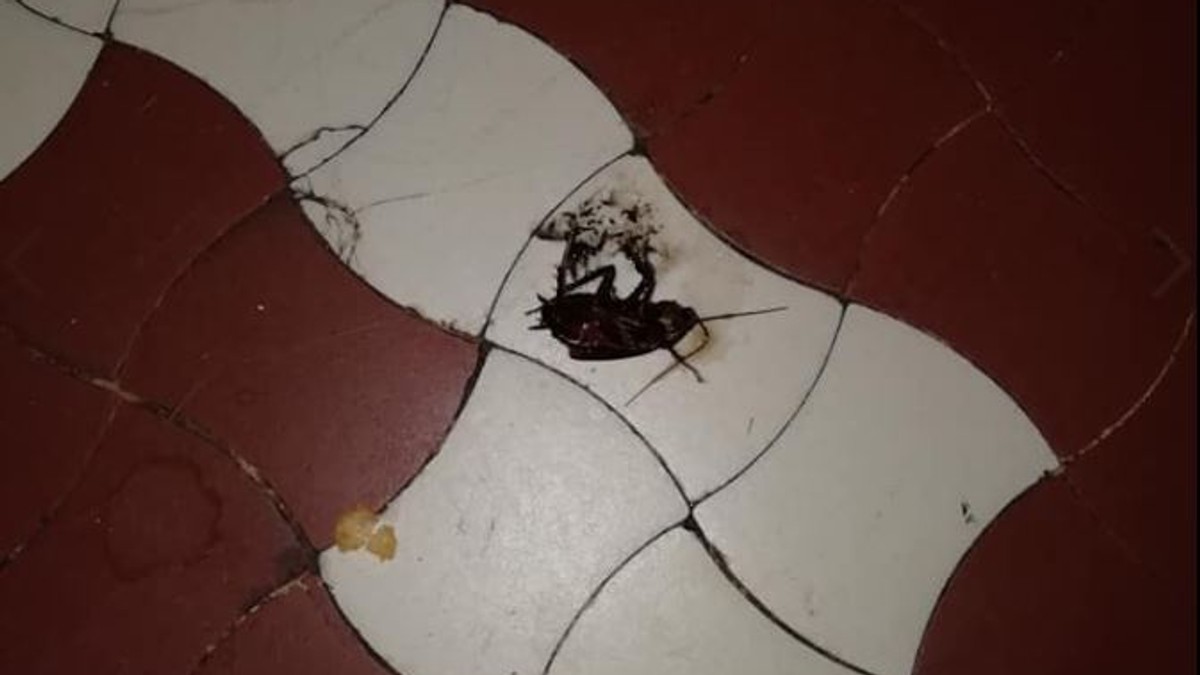 Gândaci la Spitalul Județean Deva