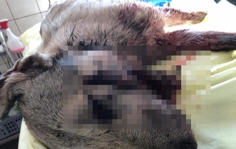 Caz șocant la Galați: un câine a fost împușcat în gură