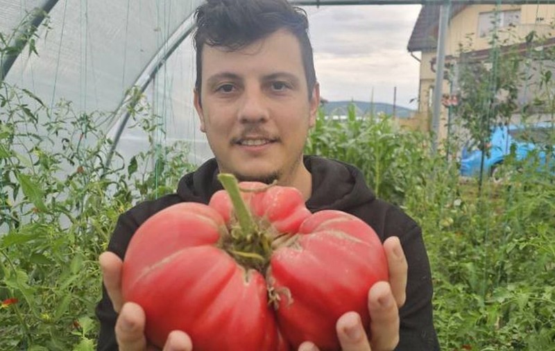 Roșie uriașă în solarul unui medic veterinar din Zalău. „Crăiasa de Galați” a bătut recordul în România