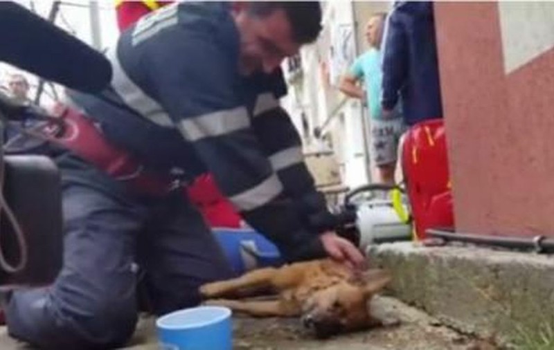 Cățelul salvat din incendiul de la Pitești a murit! ”Drum bun, prietene” VIDEO