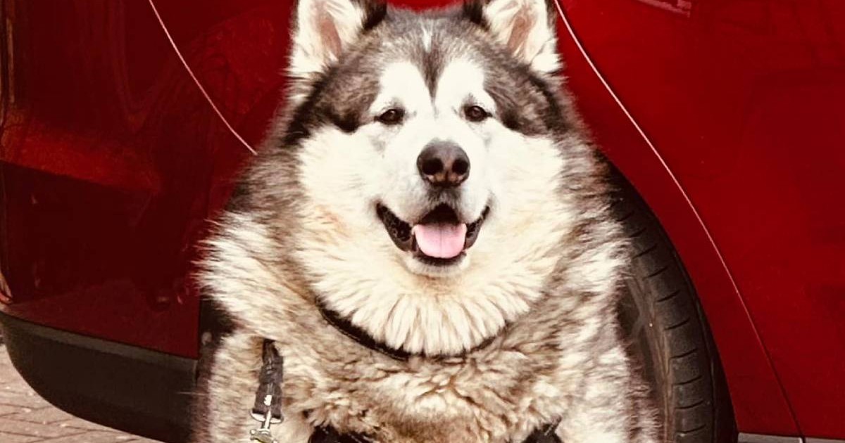 Mal, Malamutul de Alaska de aproape 100 de kilograme, are nasul negru, iar blana este colorată în alb și negru. Câinele a fost fotografiat în timp ce stă în fața unei mașini roșii