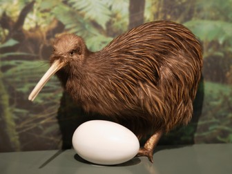 Oul unei păsări kiwi e foarte mare