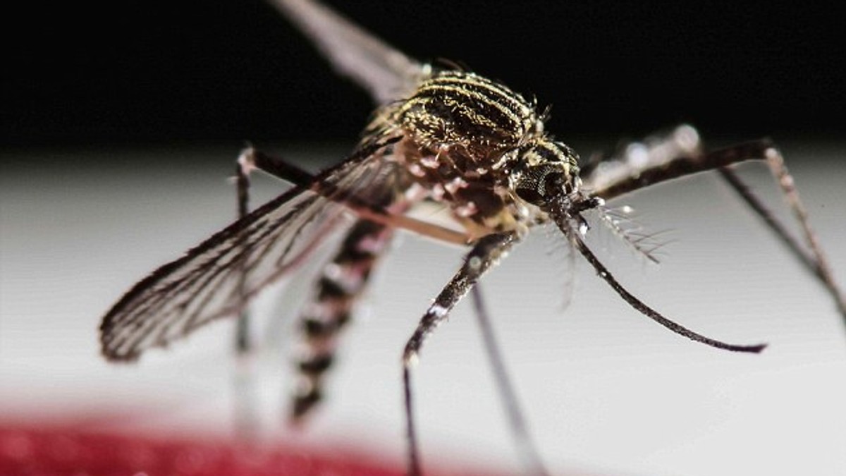 Arhiva foto