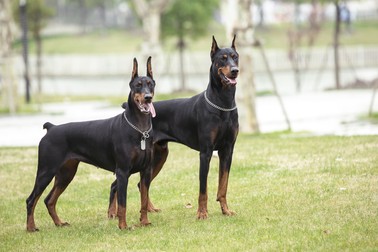 Doberman