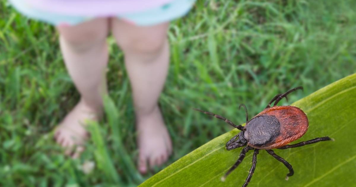 Picioarele goale ale unui copil în iarbă. Muscatura de capuse