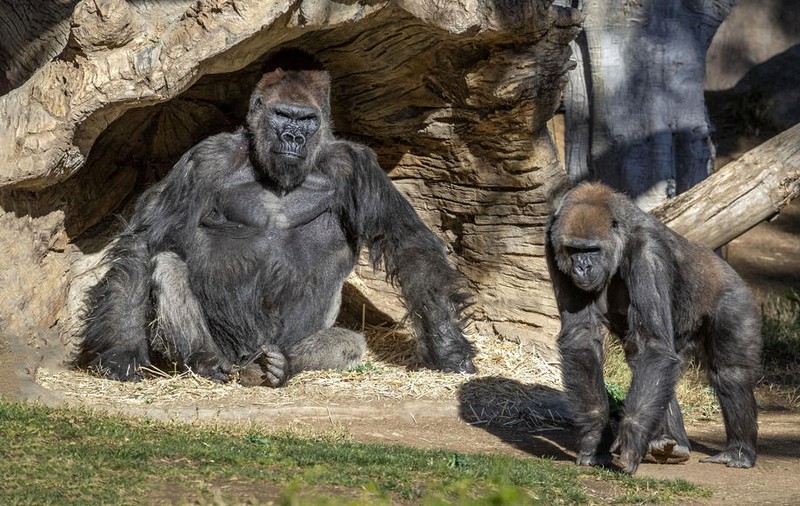 Două gorile de la o grădină zoologică din California, depistate cu coronavirus