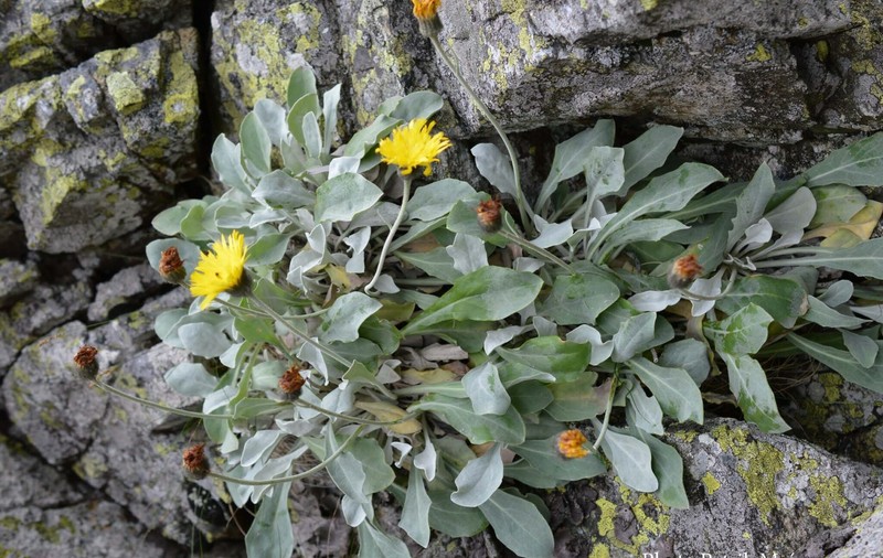 Cercetătorii din Cluj au descoperit în Munții Carpați o plantă care supraviețuiește de peste 60.000 de ani