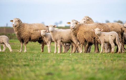 Exporturile de ovine și caprine din România, suspendate începând cu 17 iunie din cauza focarelor de variolă ovină și pestă a micilor rumegătoare, ar putea fi reluate. Sursă foto Shutterstock