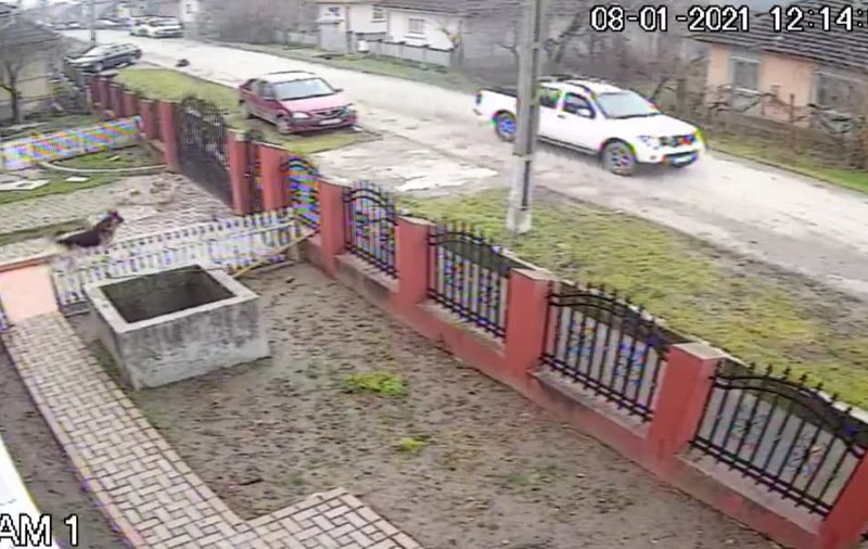 VIDEO | Un câine a fost călcat intenționat cu mașina în Sălaj. Șoferul care a ucis animalul, căutat de polițiști