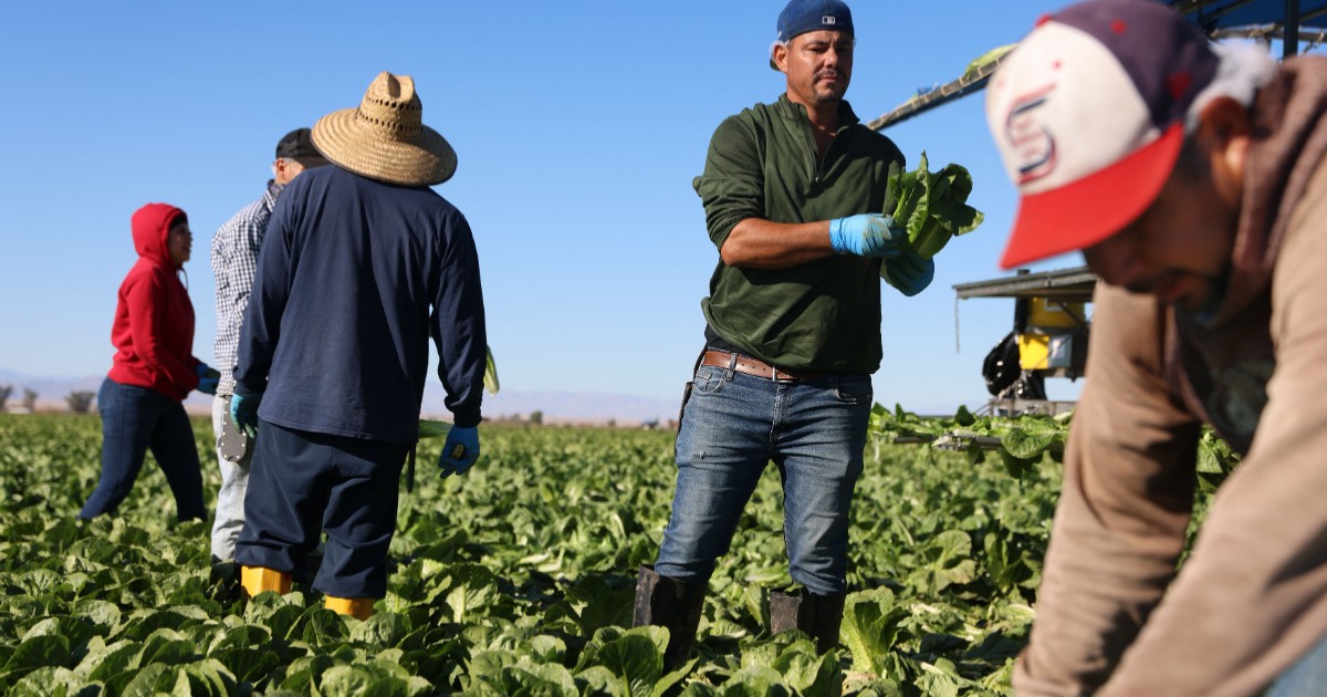 Muncitori imigranți în California, SUA, în timp ce recoltează salată verde