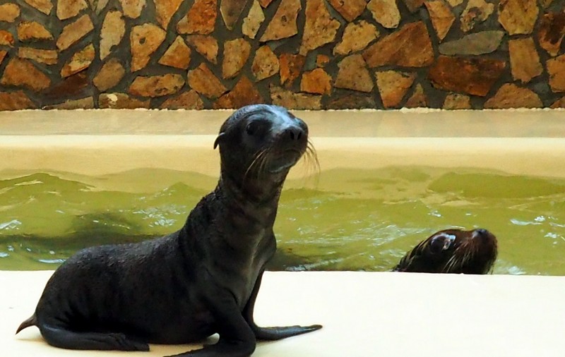 VIDEO / Mandy, puiul de leu de mare, vedeta Delfinariului de la Constanța. Ce alte surprize a pregătit Complexul Muzeal de Științe ale Naturii din Constanța pentru această vară