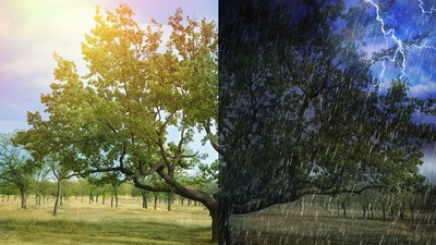 Stejar pe câmp în timpul vremii însorite și furtunoase