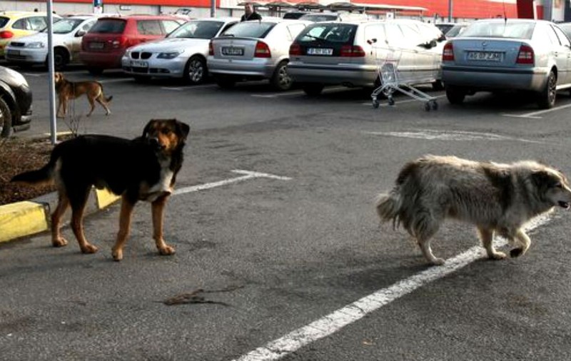 Un bărbat beat a înjunghiat un câine vagabond care se adăpostise de ploaie în scara blocului