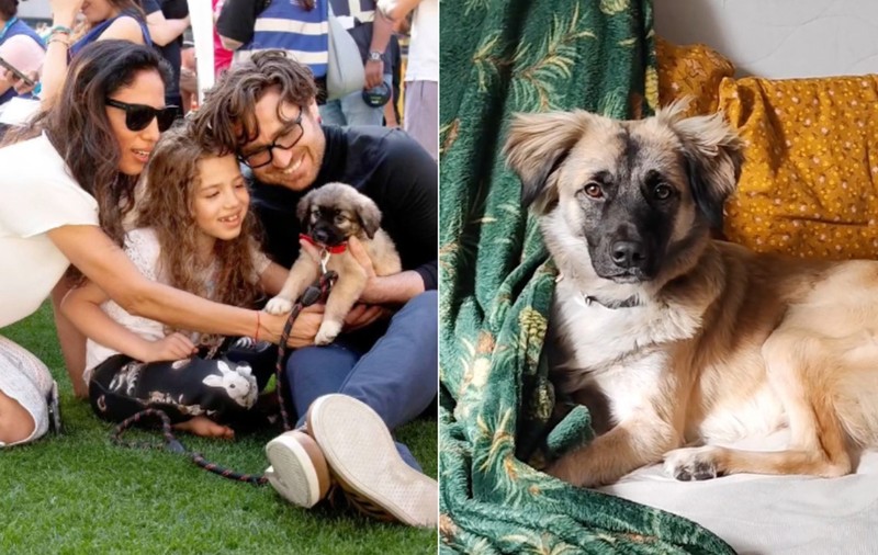 Povestea lui Muttley Caramelo, cățelușul abandonat care și-a ales familia adoptivă la un târg organizat de ASPA