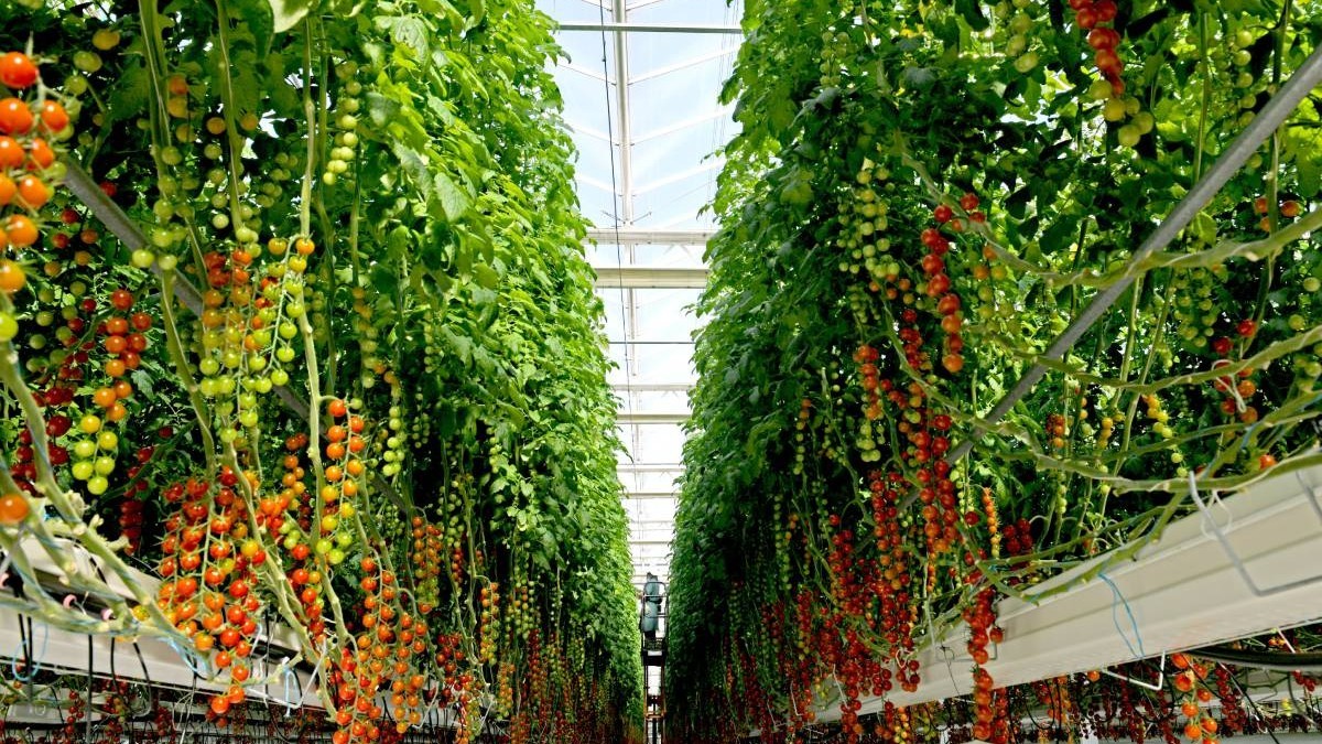 Seră roșii cherry
