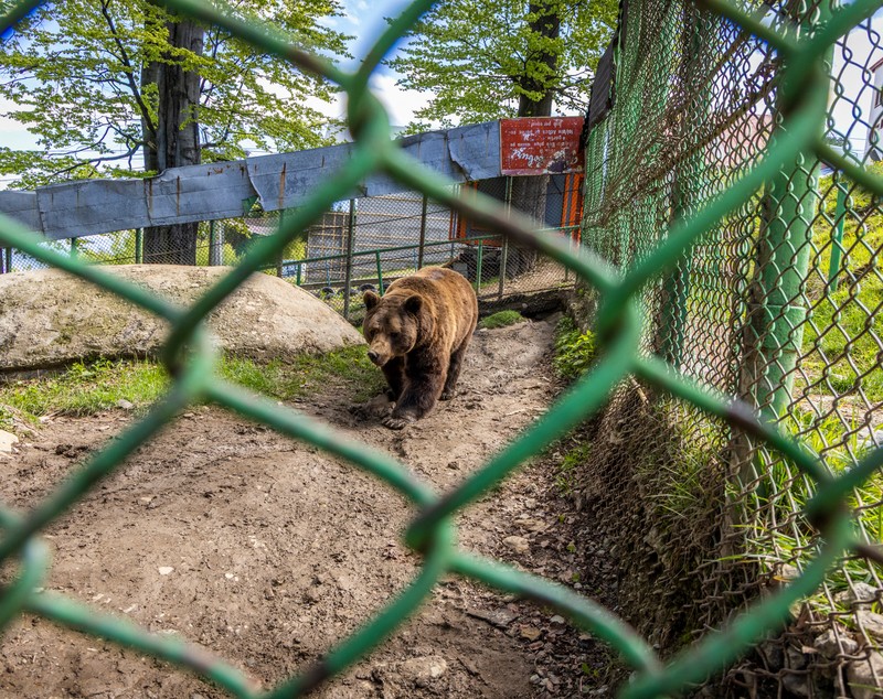Apel către Ministerul Mediului pentru salvarea ursului Baloo, captiv de 25 de ani în Straja: „180.000 de oameni din întreaga lume au semnat petiția. Nu e mascotă turistică”
