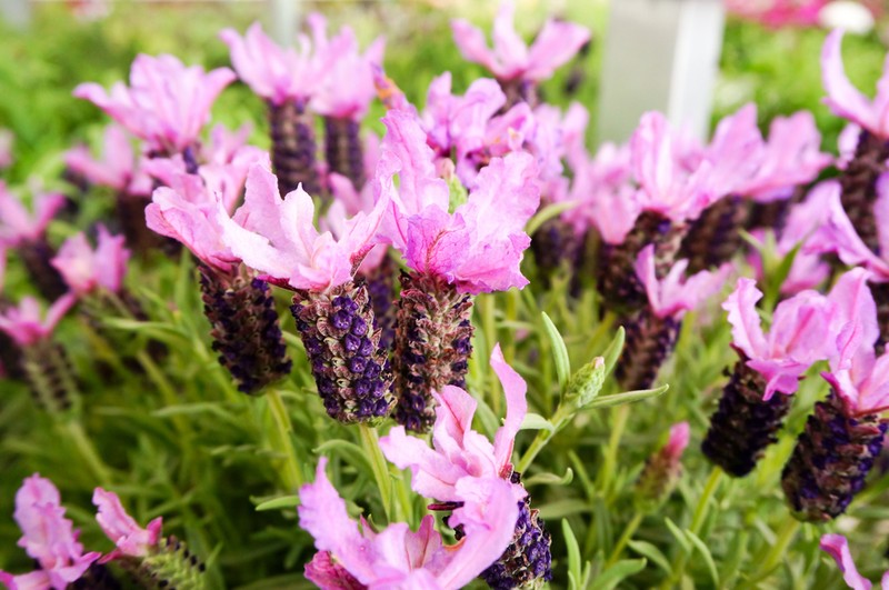Lavandula stoechas