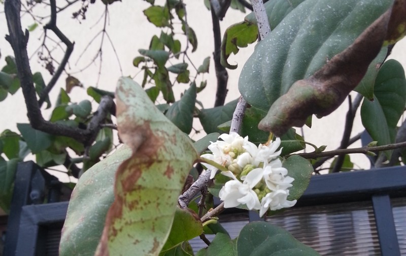A înflorit liliacul de 1 Decembrie! Uite priveliştea superbă din centrul Bucureştiului | FOTO