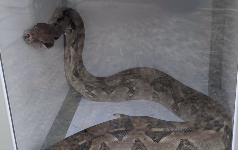 Un șofer a găsit un șarpe boa constrictor lung de 1,5 metri sub capota mașinii pe care o abandonase de o lună