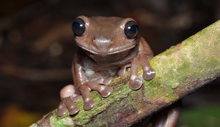 Litoria mira a fost descoperită în mlaștinile din pădurea tropicală din Noua Guinee