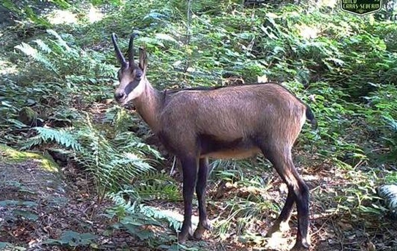 Apariție rară în pădurile Banatului. Un animal discret a fost surprins de camerele de supraveghere / VIDEO