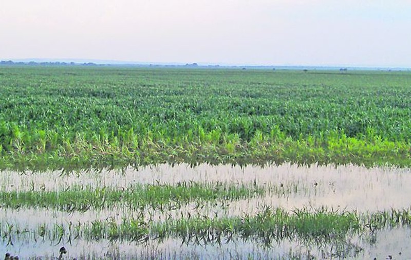 Un agricultor din Tulcea, afectat de inundaţii: «Atât a mai rămas din lanul meu de porumb»