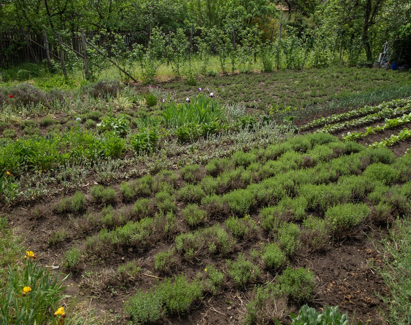 Îmblânzitorul de lavandă și mușețel. Pasionat de plantele medicinale, cercetătorul Nicolai Ungureanu a creat reţete proprii de ceaiuri naturale