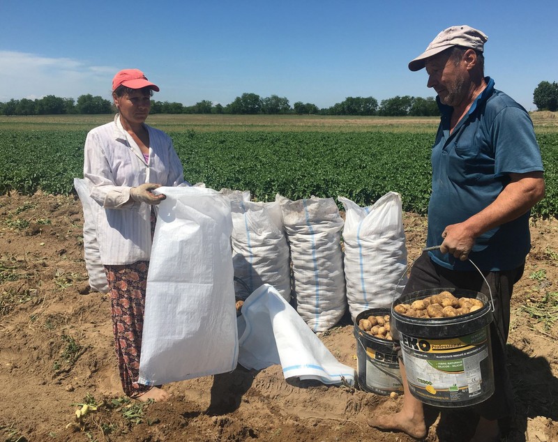 REPORTAJ/ Cartoful timpuriu din Călărași de Dolj a ajuns deja pe mesele europenilor. ”Producția noastră e mai mult decât bio, că băgăm bălegar”